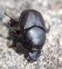Onthophagus taurus